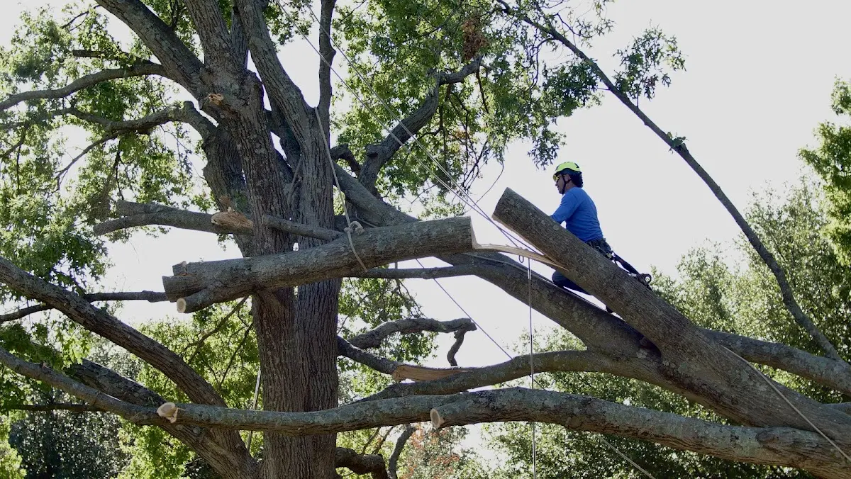 Professional Crown Thinning performed by certified arborists in Friedens